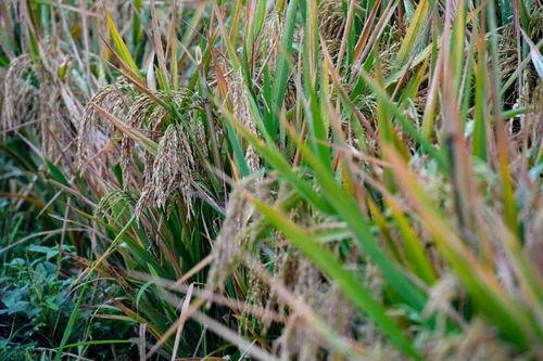 杂交水稻爆料视频完整版,完整版视频深度解析 第3张 杂交水稻爆料视频完整版,完整版视频深度解析 第3张